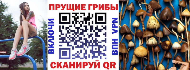 Купить где  Бахчисарай  Галлюциногенные грибы Psilocybine cubensis 